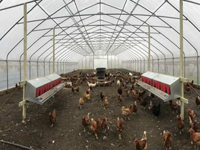 chickens-in-greenhouse