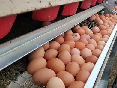 clean-farm-fresh-chicken-eggs