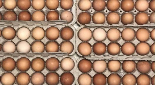 csa-package-overview-eggs
